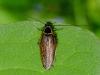 Ectobius sylvestris
